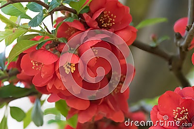 Flowering quince Chaenomeles x superba Crimson & Gold, red flowers Stock Photo